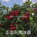 新品种挂绿荔枝苗仙进奉冰荔枝荔枝果树苗嫁接苗带土带叶发货