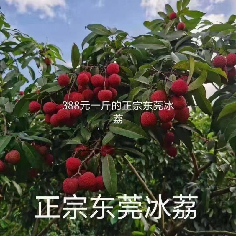 新品种挂绿荔枝苗仙进奉冰荔枝荔枝果树苗嫁接苗带土带叶发货
