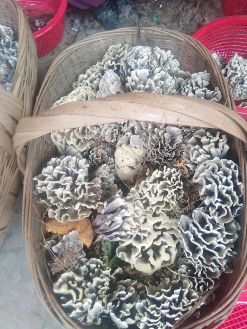 云南野生菌干巴菌