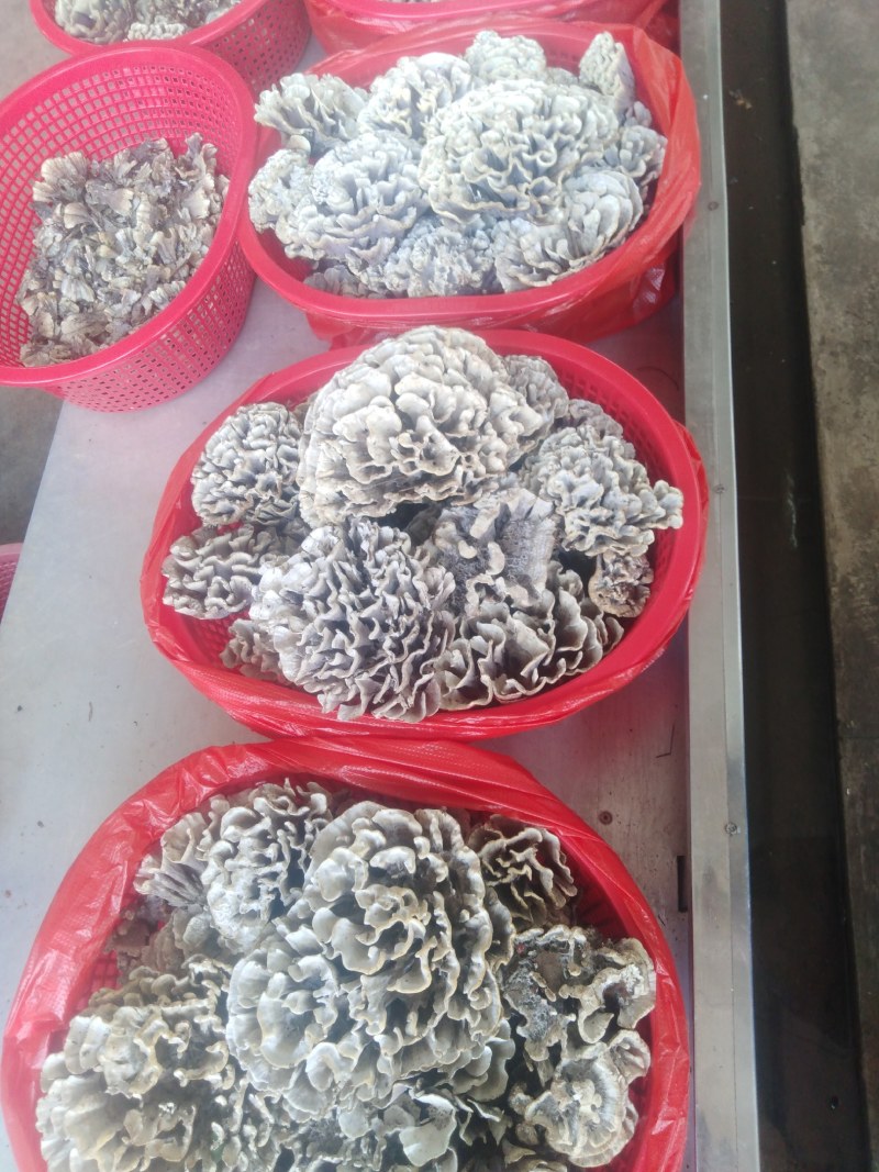 云南野生菌干巴菌