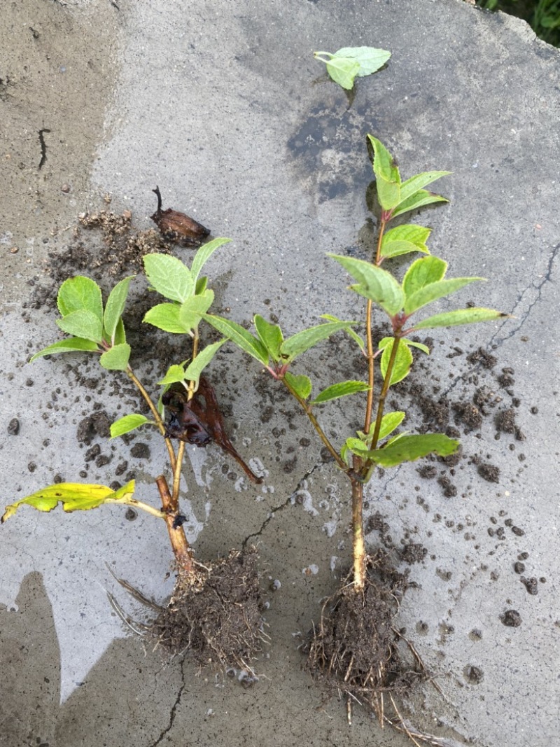 木绣球大花水亚木根系发达绣球老桩小苗顺丰包邮