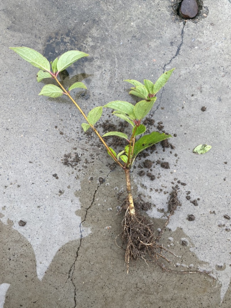 木绣球大花水亚木根系发达绣球老桩小苗顺丰包邮