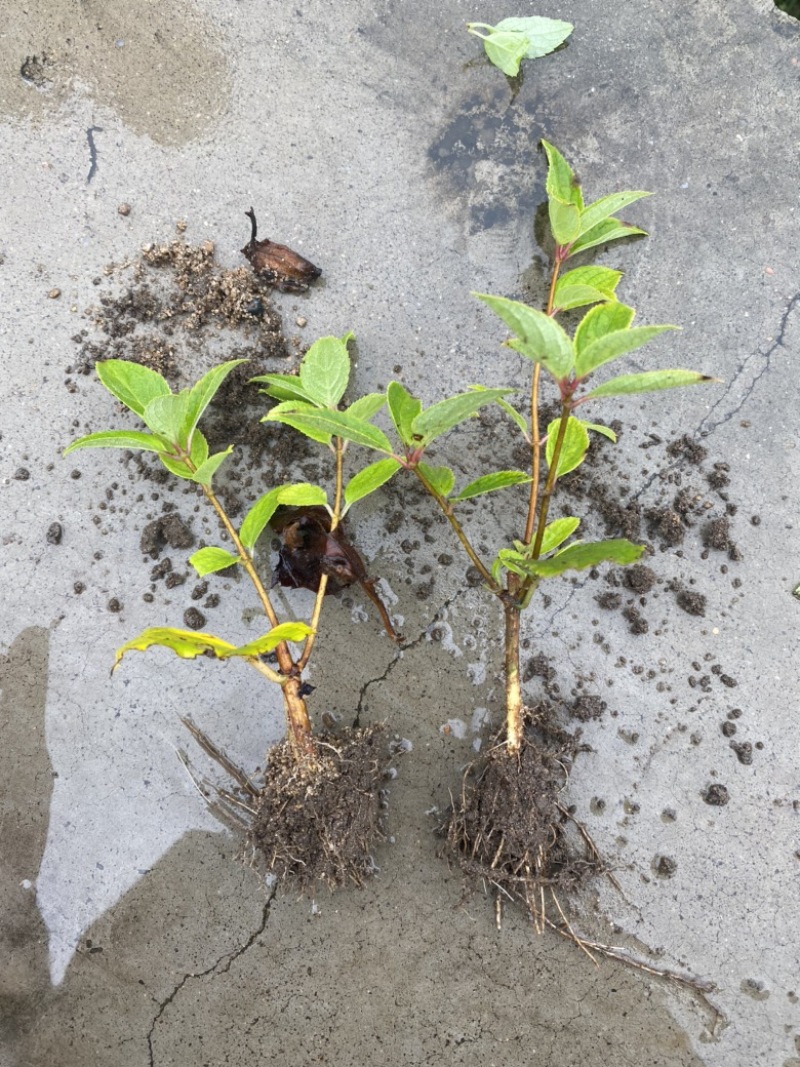木绣球大花水亚木根系发达绣球老桩小苗顺丰包邮