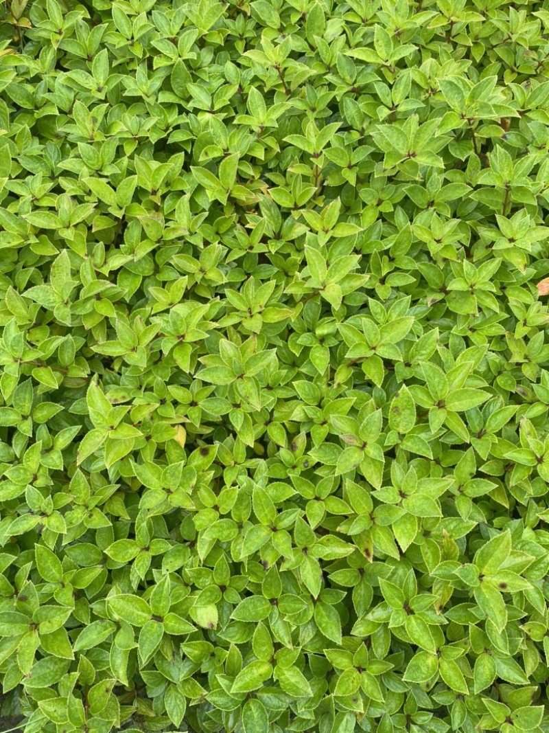 木绣球大花水亚木根系发达绣球老桩小苗顺丰包邮