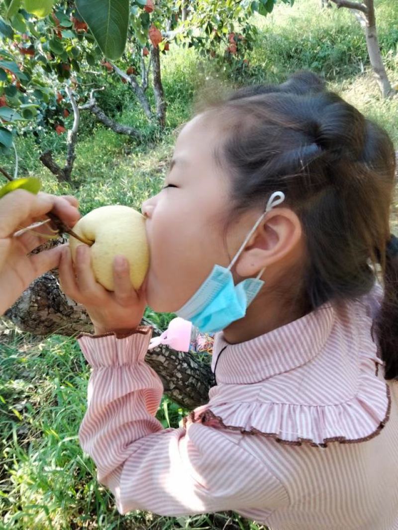 蒲城酥梨，陕西省蒲城县特产，中国国家地理标志产品。蒲城酥