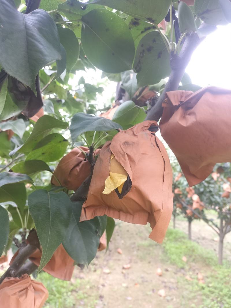 河北省陆地超甜秋月梨大量上市欢迎各位老板前来选购
