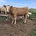 【自家农场】怀孕母牛，三个月明年生小牛犊，绿色养殖，健康