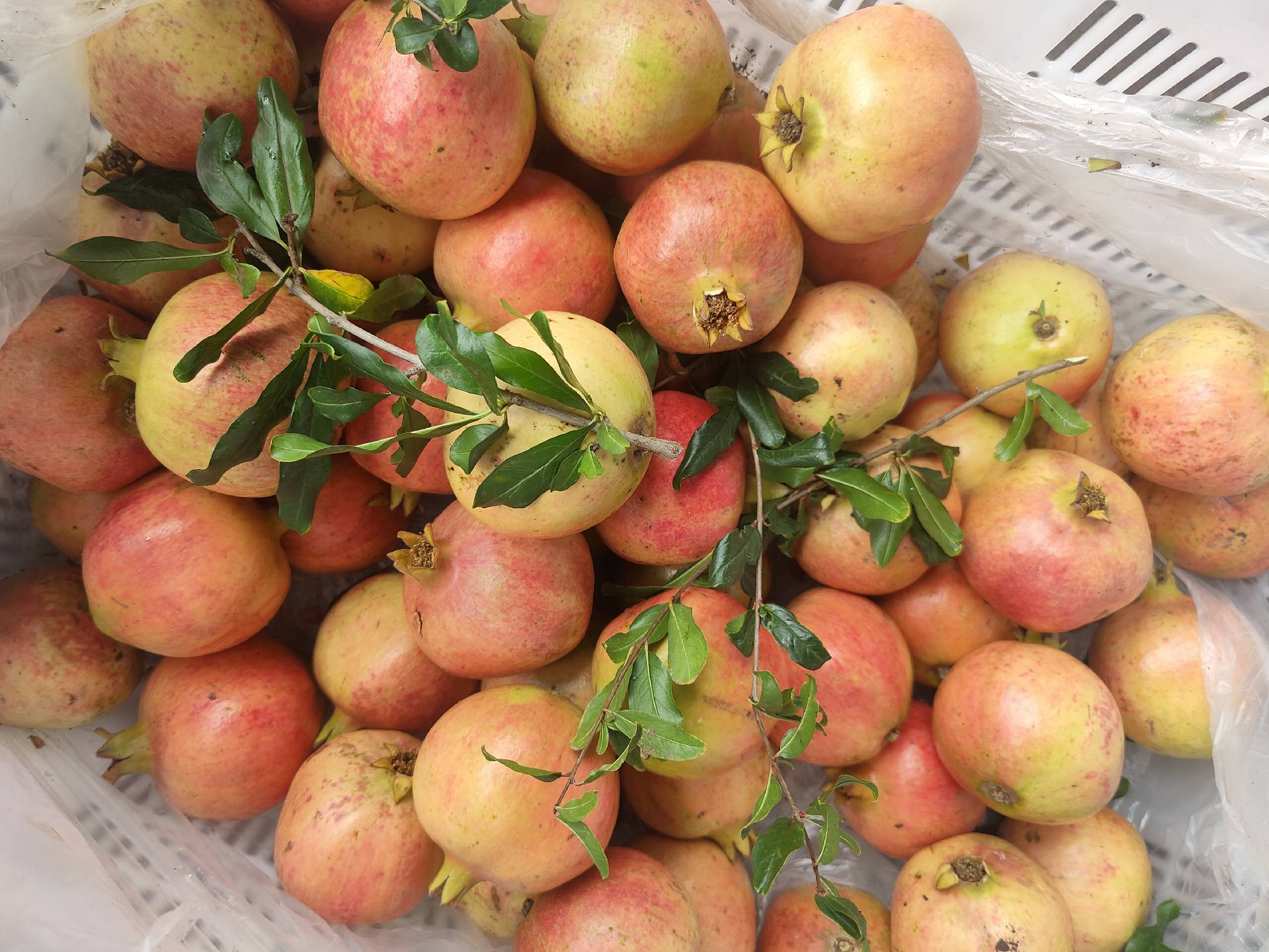 切开后的突尼斯软籽石榴,果粒饱满,颜色鲜艳,适合做水果沙拉或饮品 突尼斯软籽石榴切开后的果粒