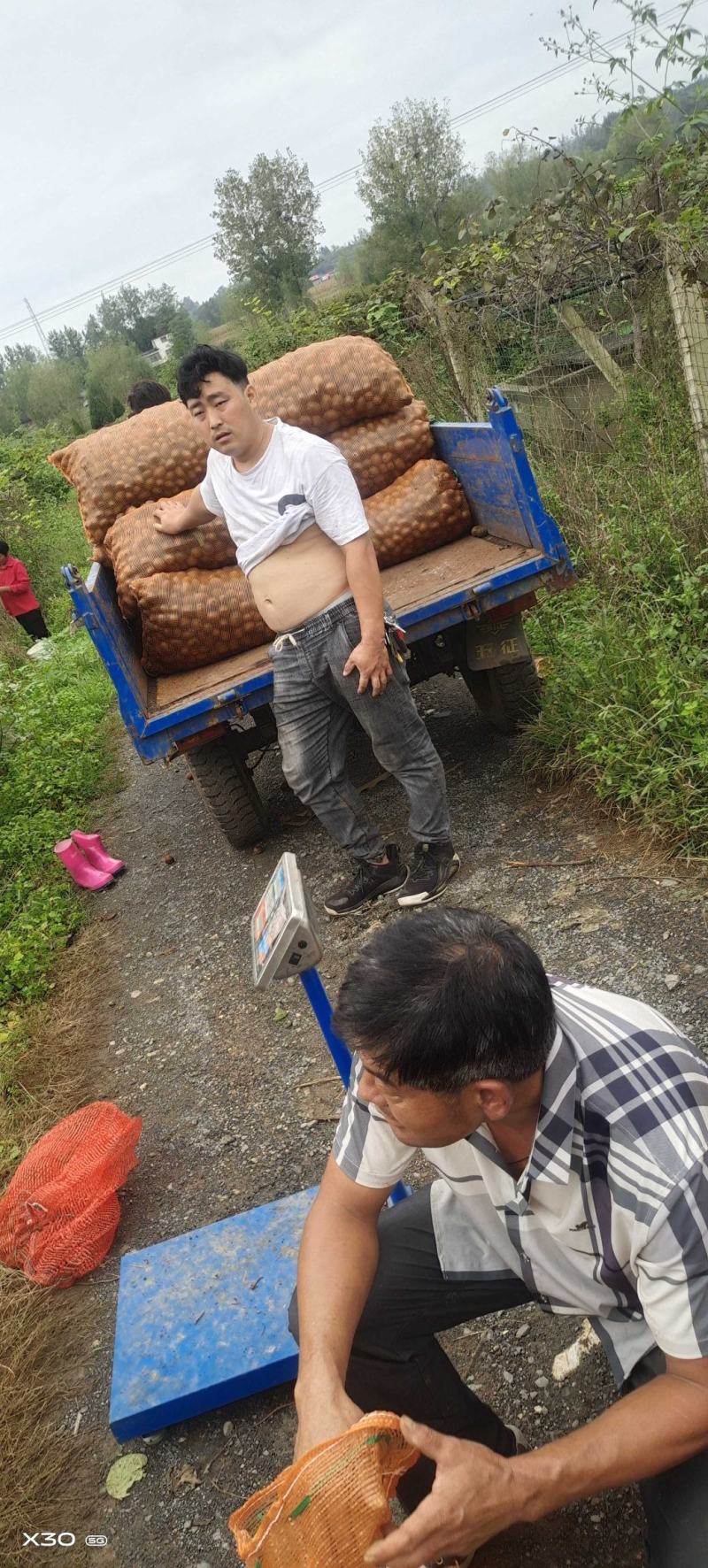 纯野生绿心猕猴桃/无毛光果杨桃泡酒打果汁/产地源头发货