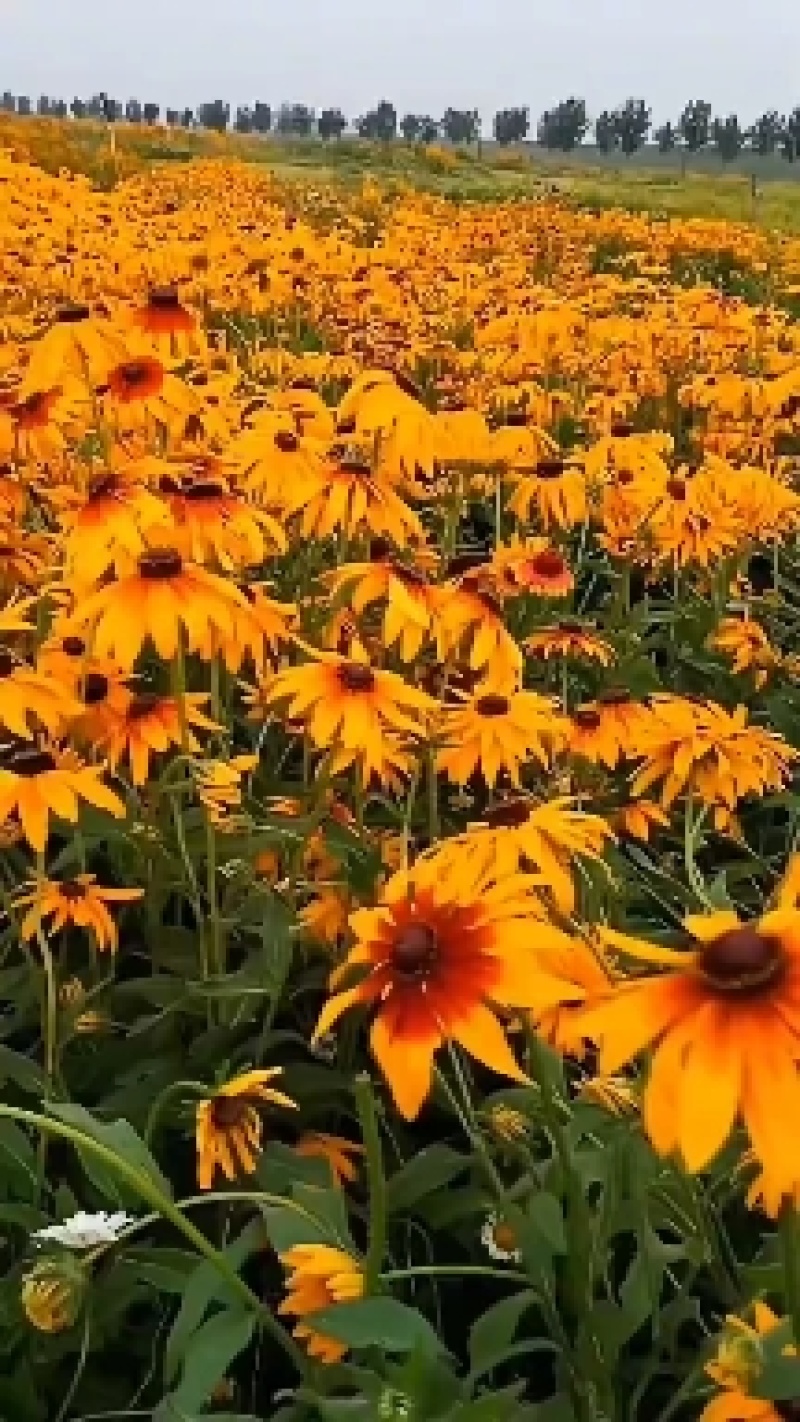 黑心菊种子宿根多年生耐寒耐旱金光菊景观绿化春秋播花种子花