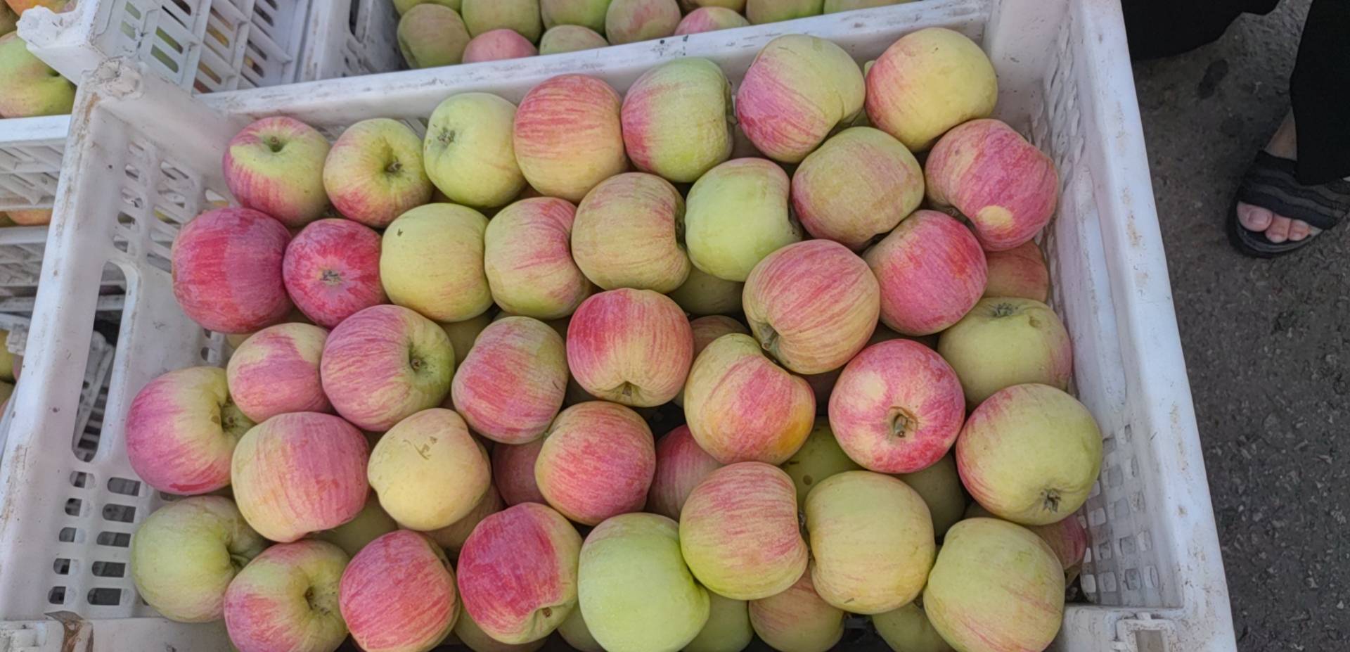 多种苹果品种展示图