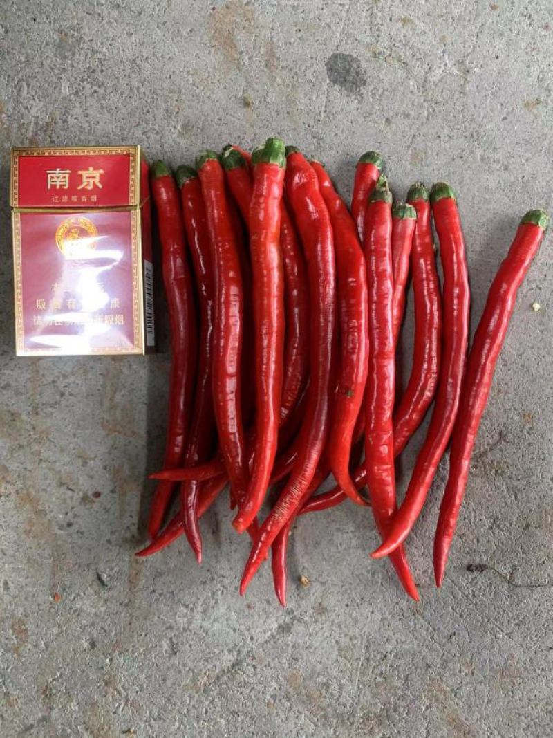 二荆条红椒工厂通货