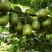 红心猕猴桃香气浓郁口感丰富看之饱眼福实之饱口福。