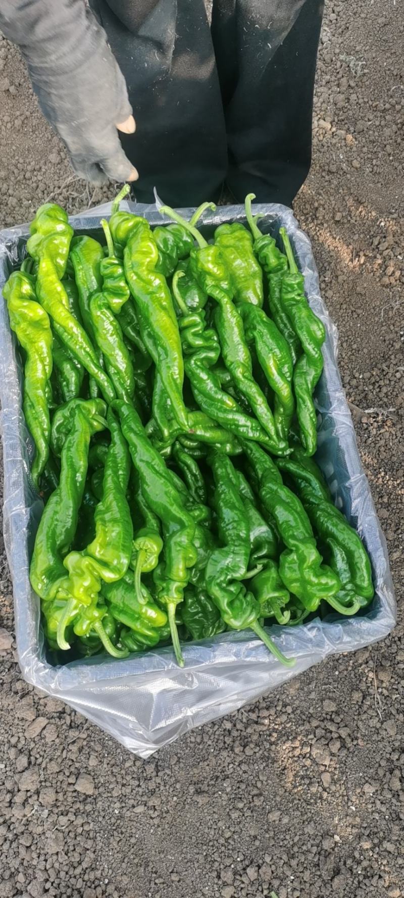 螺丝椒大棚精品