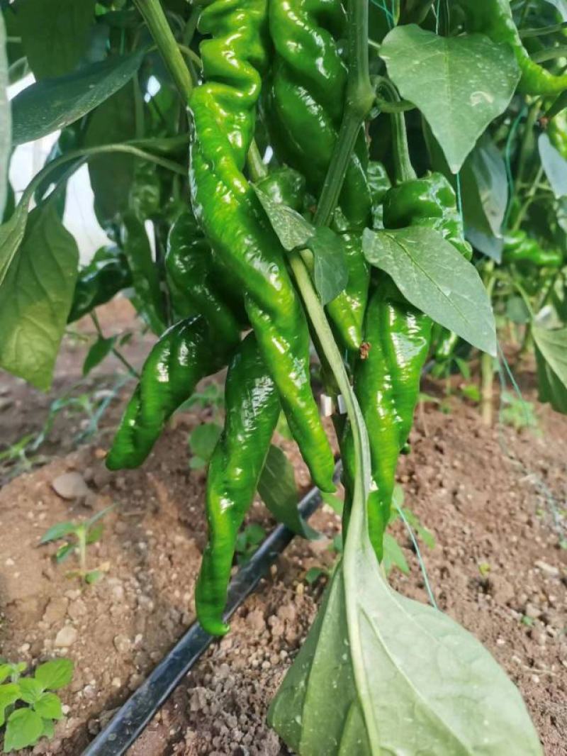 螺丝椒大棚精品