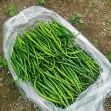 二荆条三号大棚精品