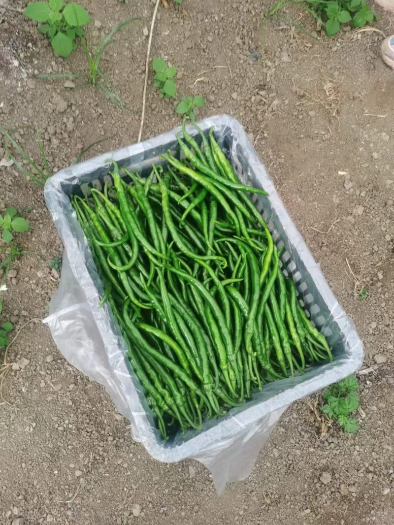 二荆条三号大棚精品