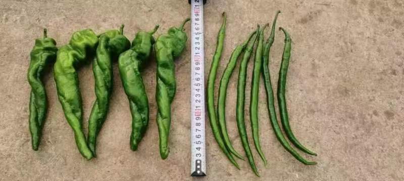 二荆条三号大棚精品