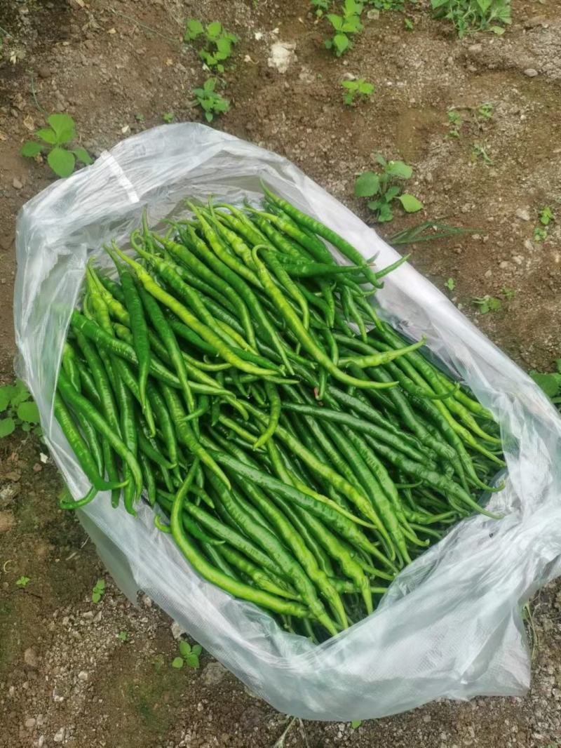 二荆条三号大棚精品