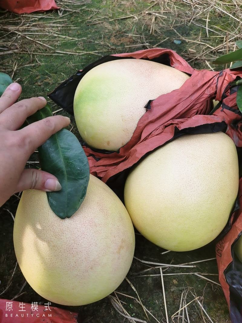 广西武宣大量三红蜜柚已上市，大基地供货，每个规格都有货哟