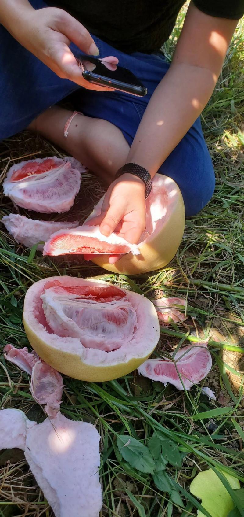 广西武宣大量三红蜜柚已上市，大基地供货，每个规格都有货哟