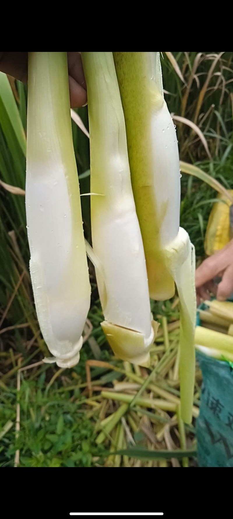 高山美人茭价格实惠质量保证货源充足