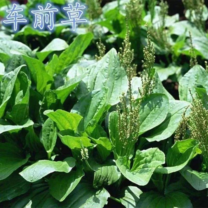 车前草野生泡茶整株全草新鲜无硫清热干泡水喝车前草茶车前草