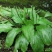 车前草野生泡茶整株全草新鲜无硫清热干泡水喝车前草茶车前草