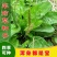 车前草野生泡茶整株全草新鲜无硫清热干泡水喝车前草茶车前草