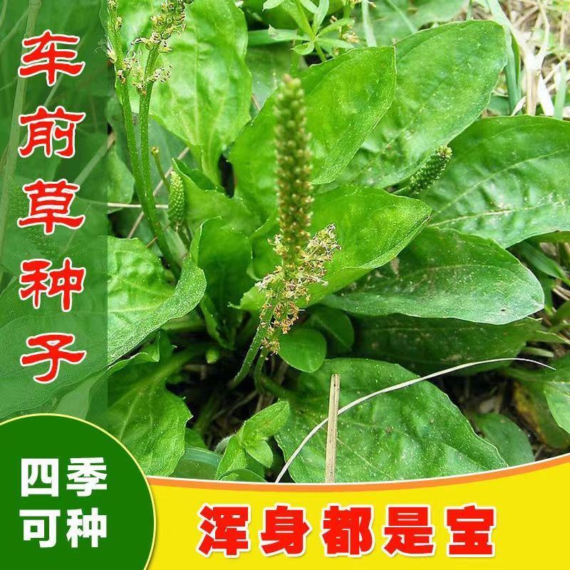 车前草野生泡茶整株全草新鲜无硫清热干泡水喝车前草茶车前草