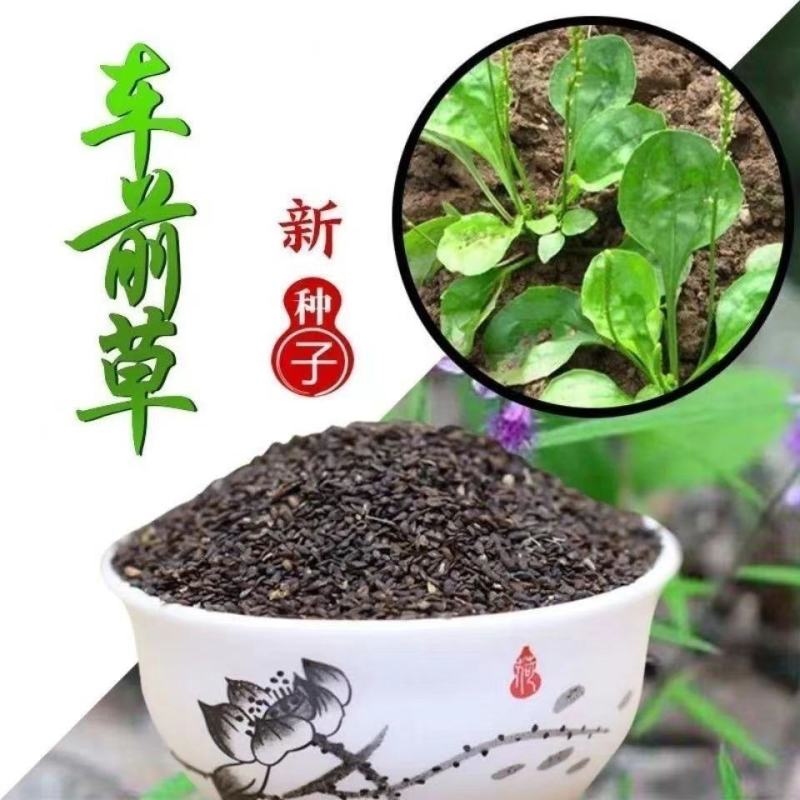 车前草野生泡茶整株全草新鲜无硫清热干泡水喝车前草茶车前草