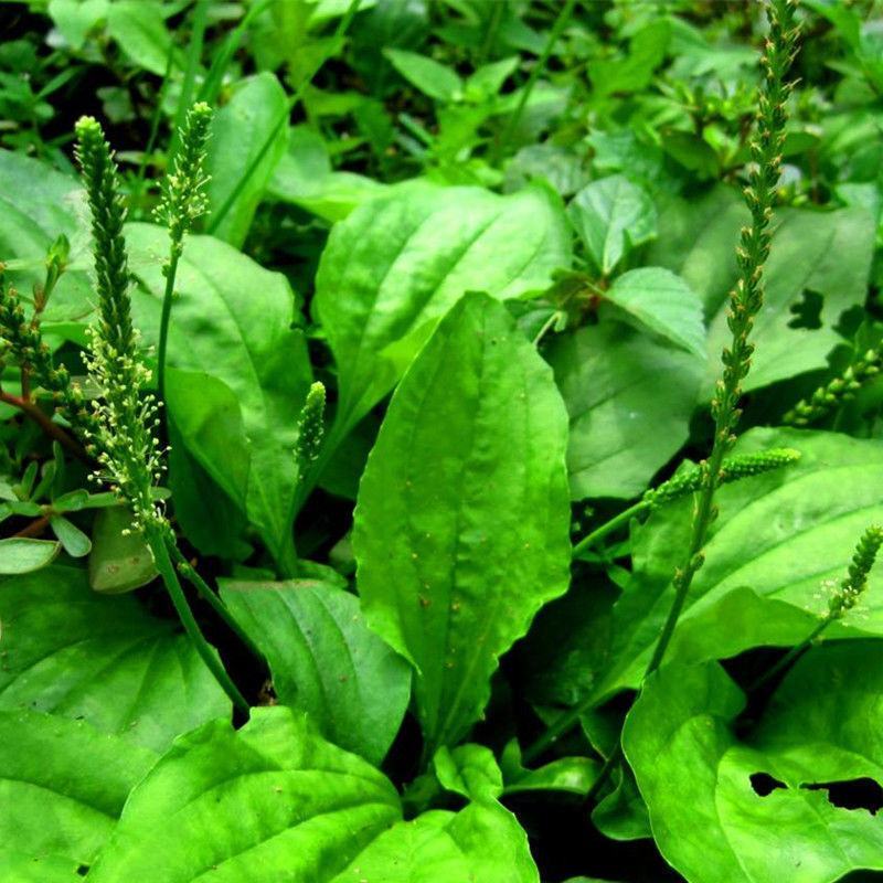 车前草野生泡茶整株全草新鲜无硫清热干泡水喝车前草茶车前草