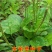 车前草野生泡茶整株全草新鲜无硫清热干泡水喝车前草茶车前草