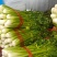 甘肃西芹，定西西芹，打捆西芹，叶片绿，杆子亮