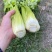 甘肃西芹，定西西芹，打捆西芹，叶片绿，杆子亮
