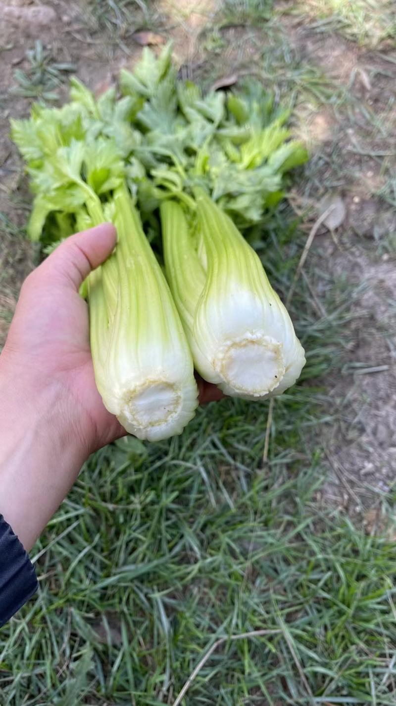 甘肃西芹，定西西芹，打捆西芹，叶片绿，杆子亮