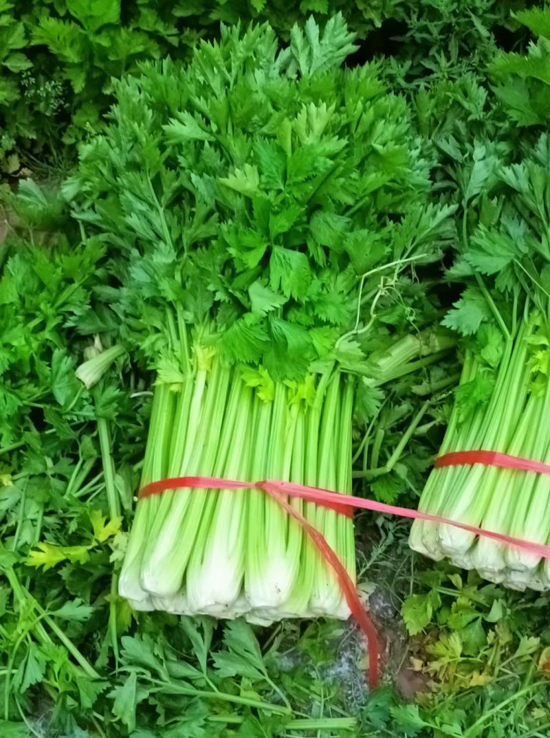 甘肃西芹，定西西芹，打捆西芹，叶片绿，杆子亮