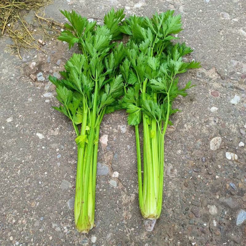 甘肃西芹，定西西芹，打捆西芹，叶片绿，杆子亮