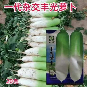 杂交丰光一代萝卜种子山西省农科院蔬菜研究所繁育萝卜籽种