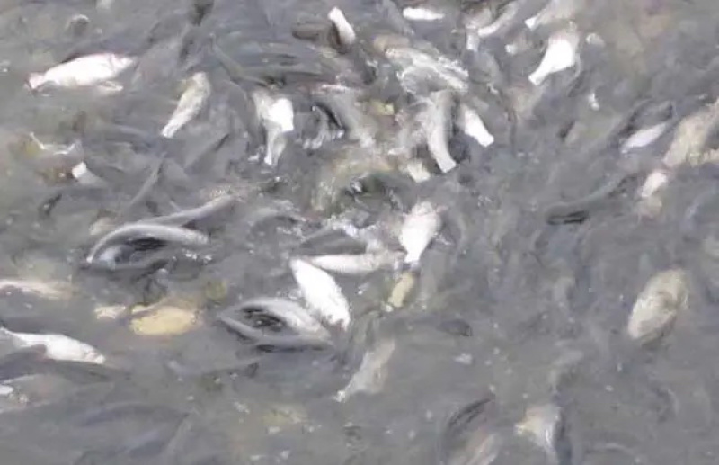 湘潭区鲢鱼，1～3斤，支持渔车送货，成活率高，质量保证