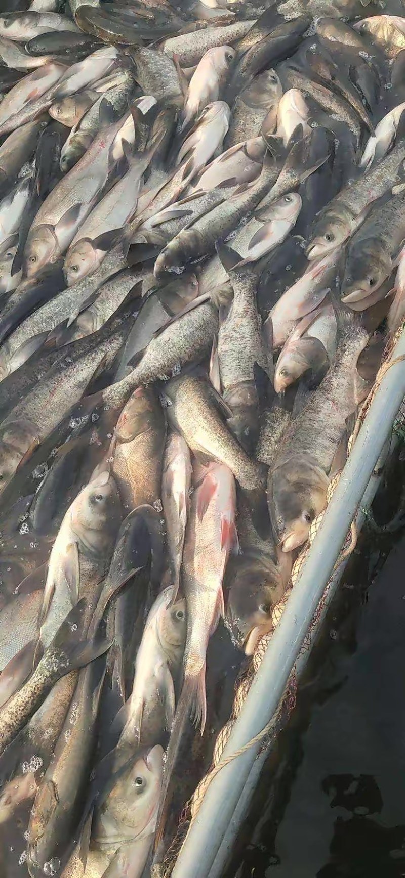 湘潭区鲢鱼，1～3斤，支持渔车送货，成活率高，质量保证