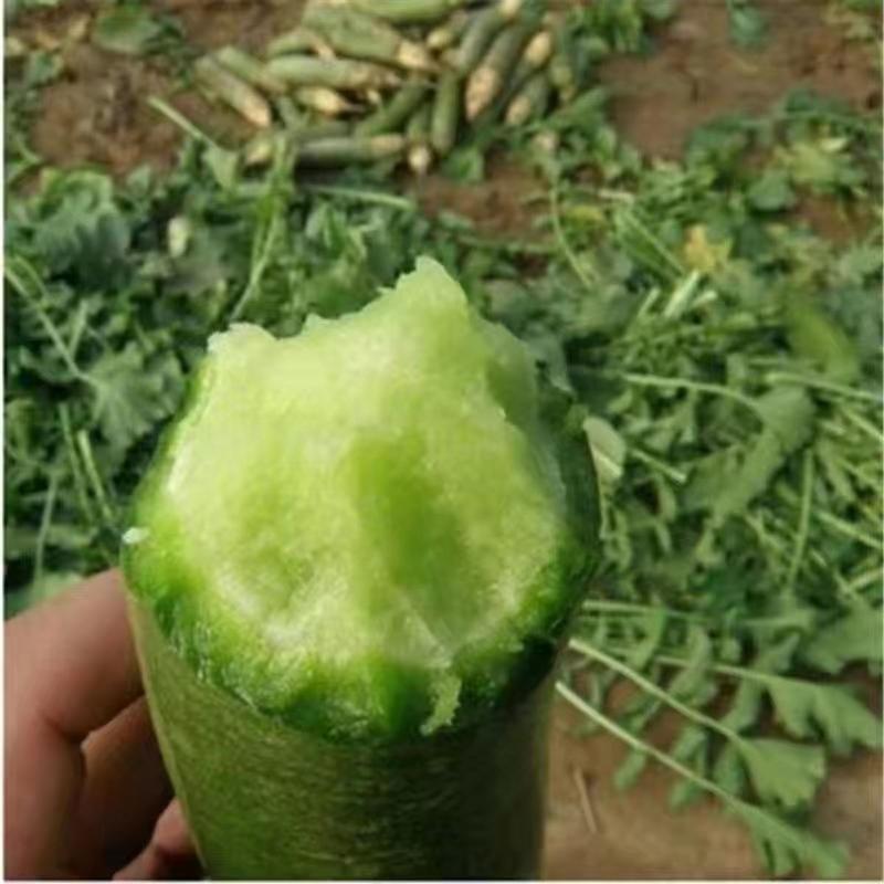 冰糖水果萝卜种子生吃脆甜农家蔬菜种四季播种阳台盆栽绿萝卜