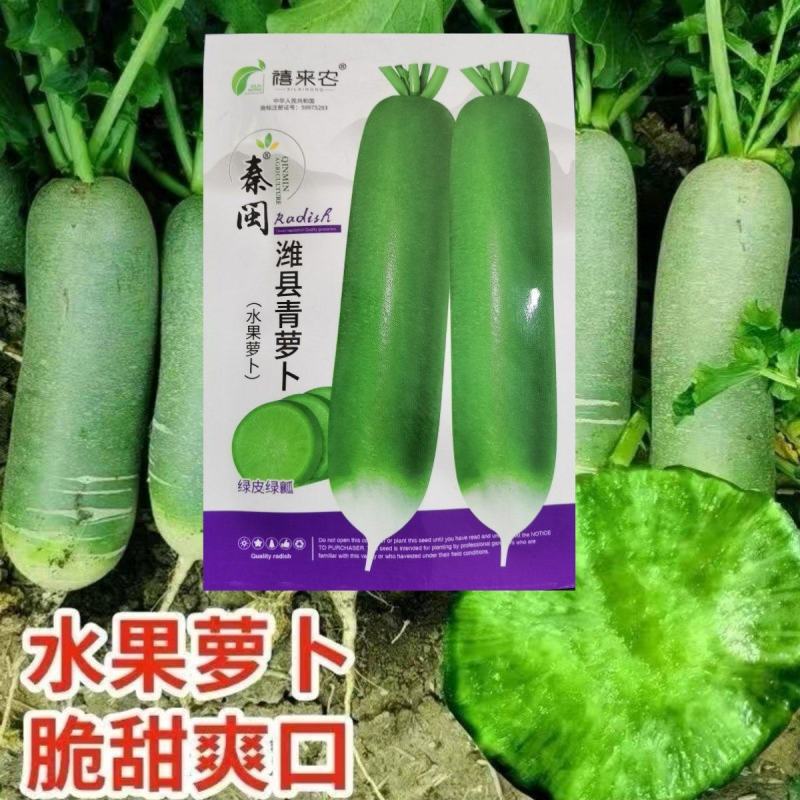 潍县青萝卜种子水果萝卜青萝卜生吃脆嫩秋季种蔬菜种子籽