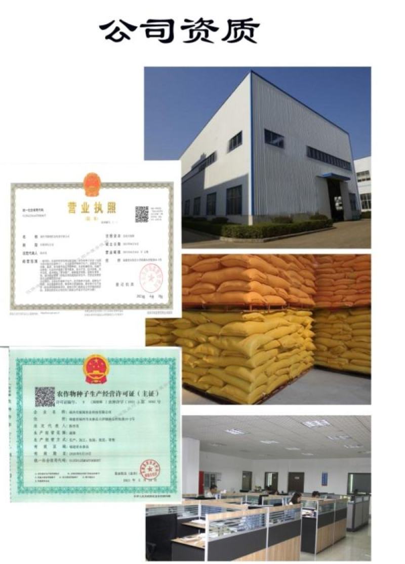 潍县青萝卜种子水果萝卜青萝卜生吃脆嫩秋季种蔬菜种子籽