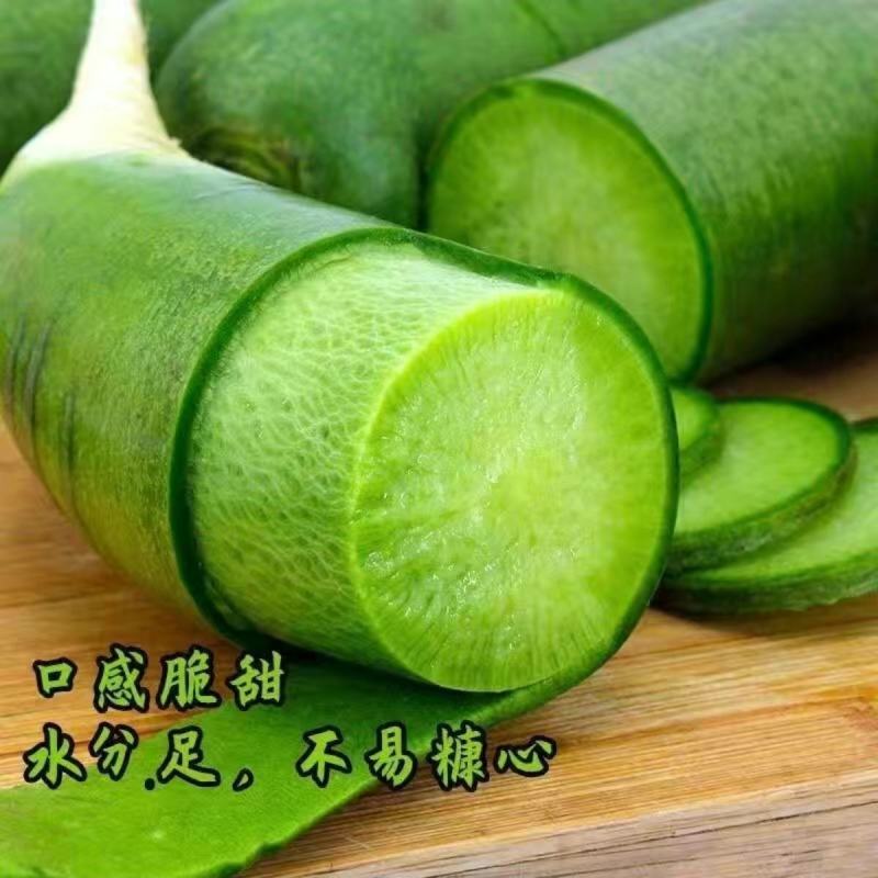 潍县青萝卜种子水果萝卜青萝卜生吃脆嫩秋季种蔬菜种子籽
