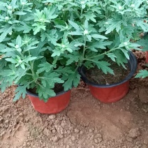 菊花，国庆菊，千头菊有红色的，黄色的，粉色的玫红色。