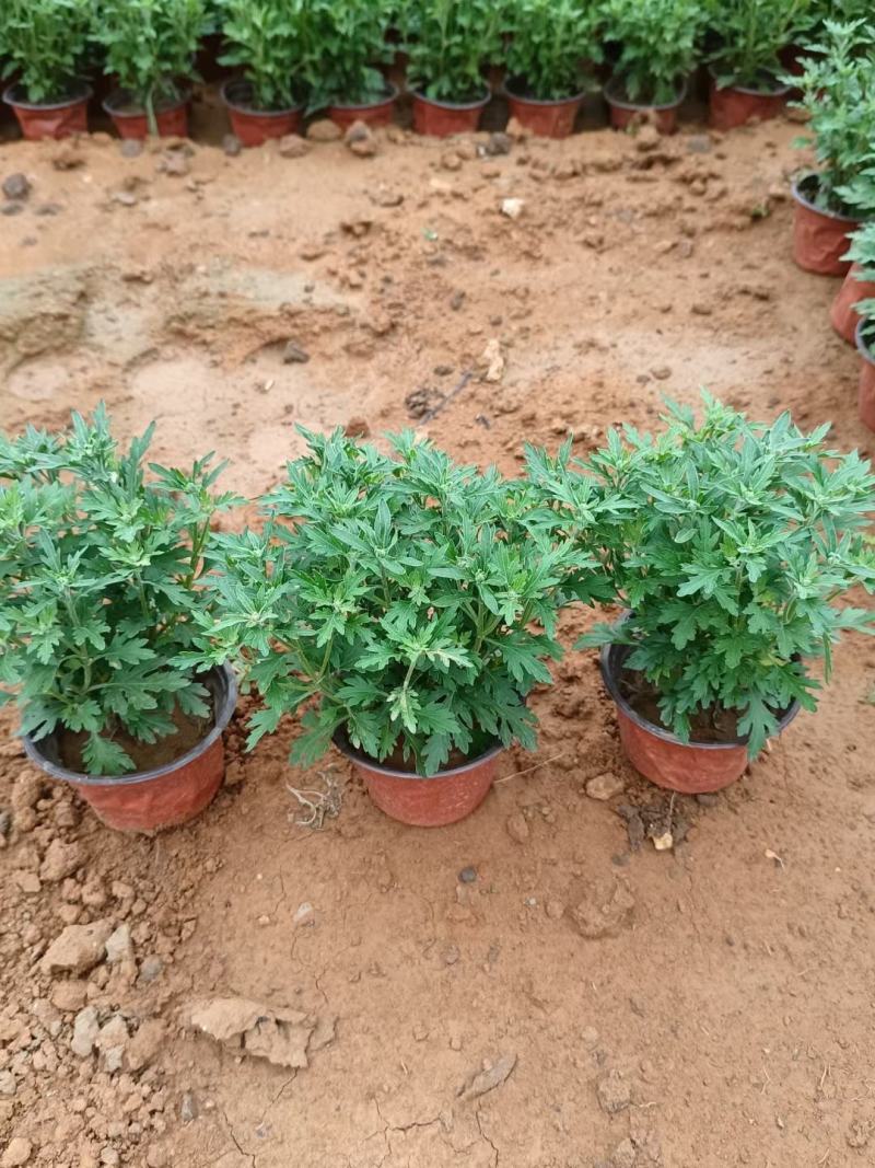 菊花，国庆菊，千头菊有红色的，黄色的，粉色的玫红色。