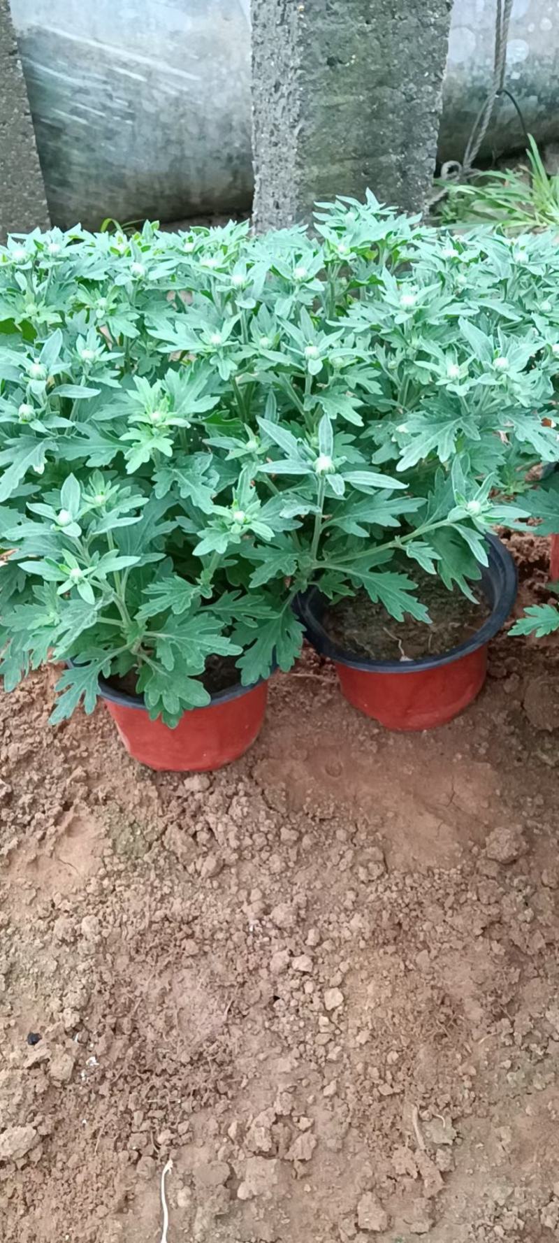 菊花，国庆菊，千头菊有红色的，黄色的，粉色的玫红色。