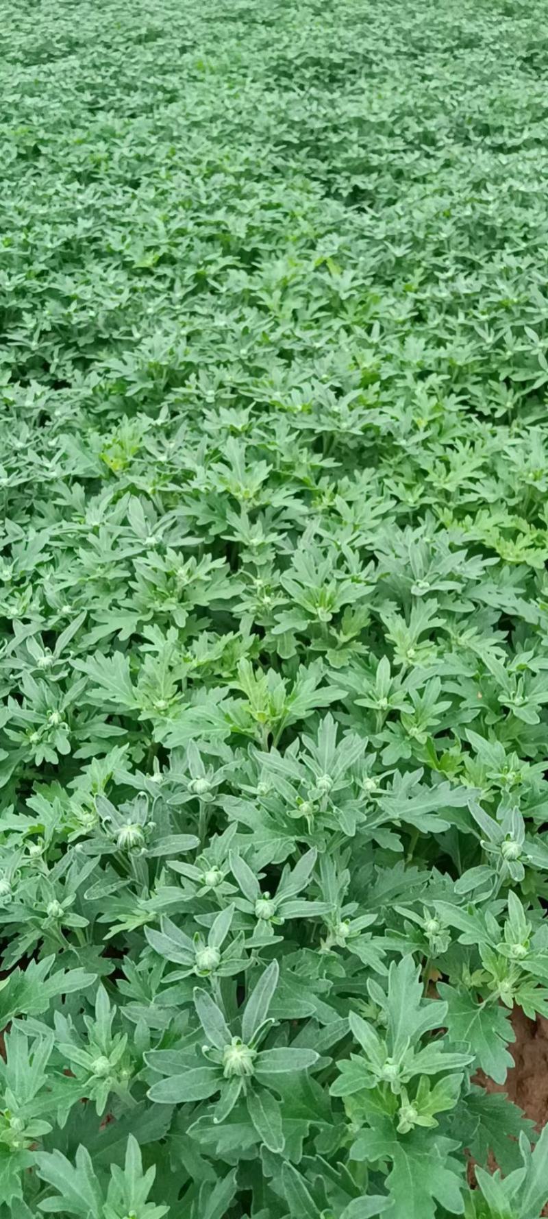 菊花，国庆菊，千头菊有红色的，黄色的，粉色的玫红色。