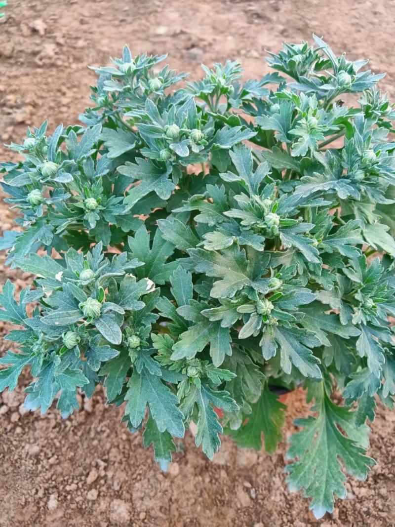 菊花，国庆菊，千头菊有红色的，黄色的，粉色的玫红色。